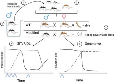 Gene drives, mosquitoes, and ecosystems: an interdisciplinary approach to emerging ethical concerns